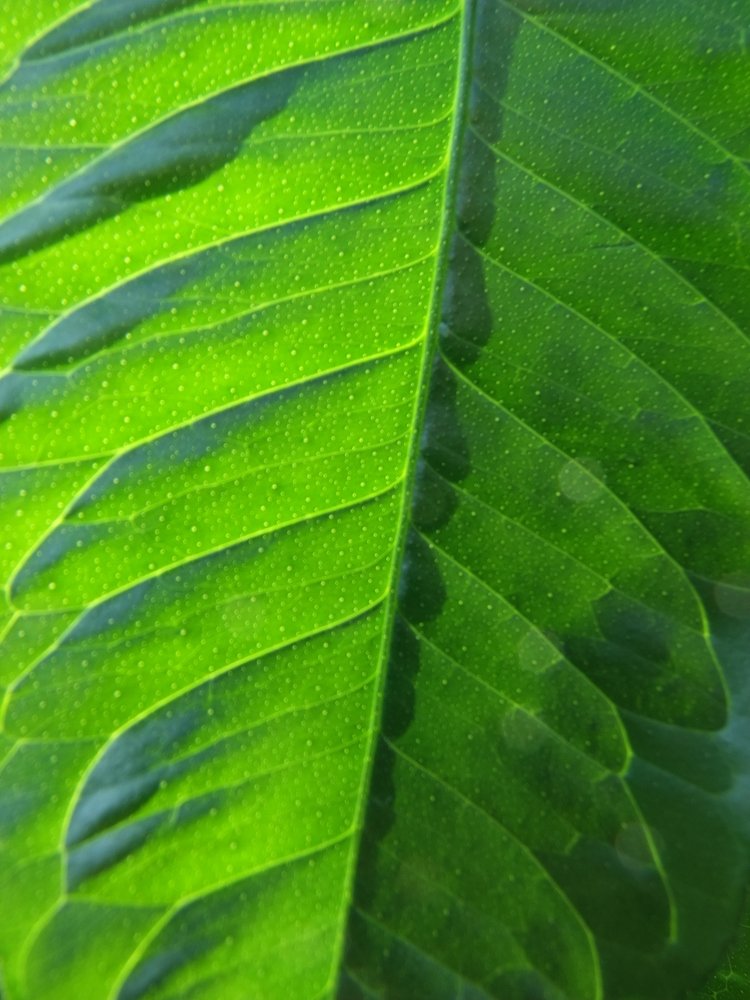 Photograph by Josée Beauchemin