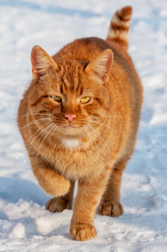 Солнечный кот