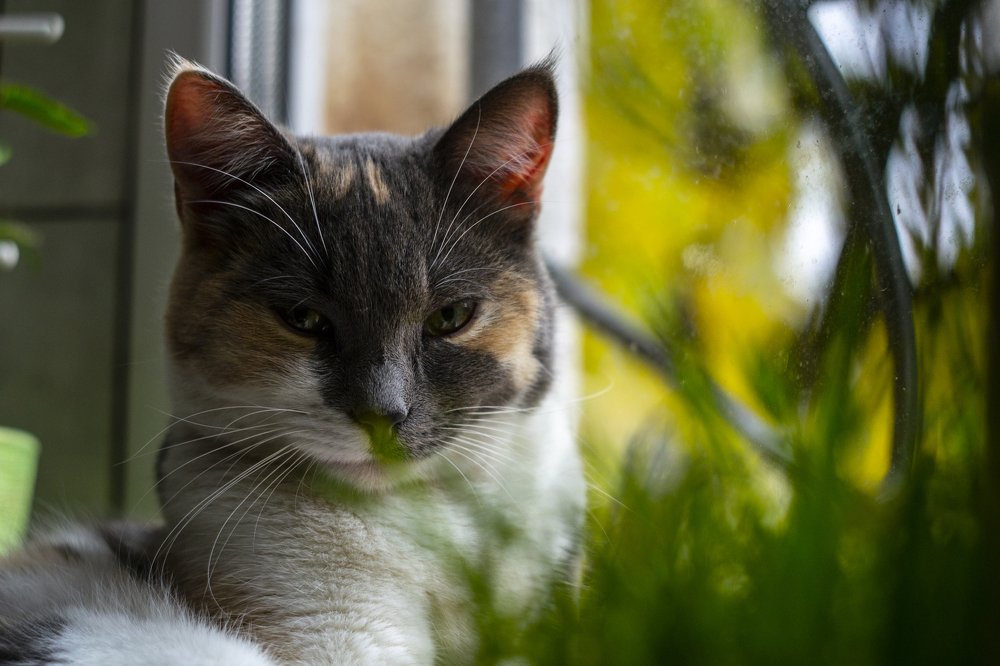 Photograph by Володимир Білоцькій