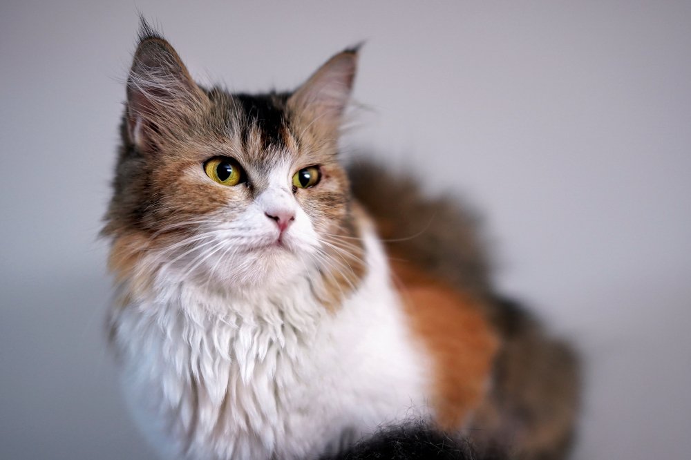 Photograph by  Pallab