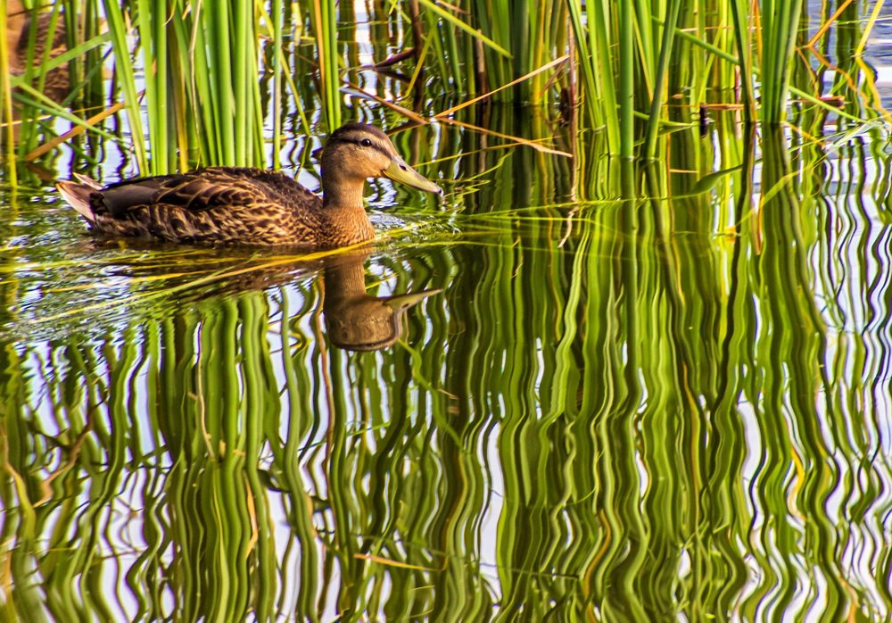Photograph by Victor Pruhnitskiiy