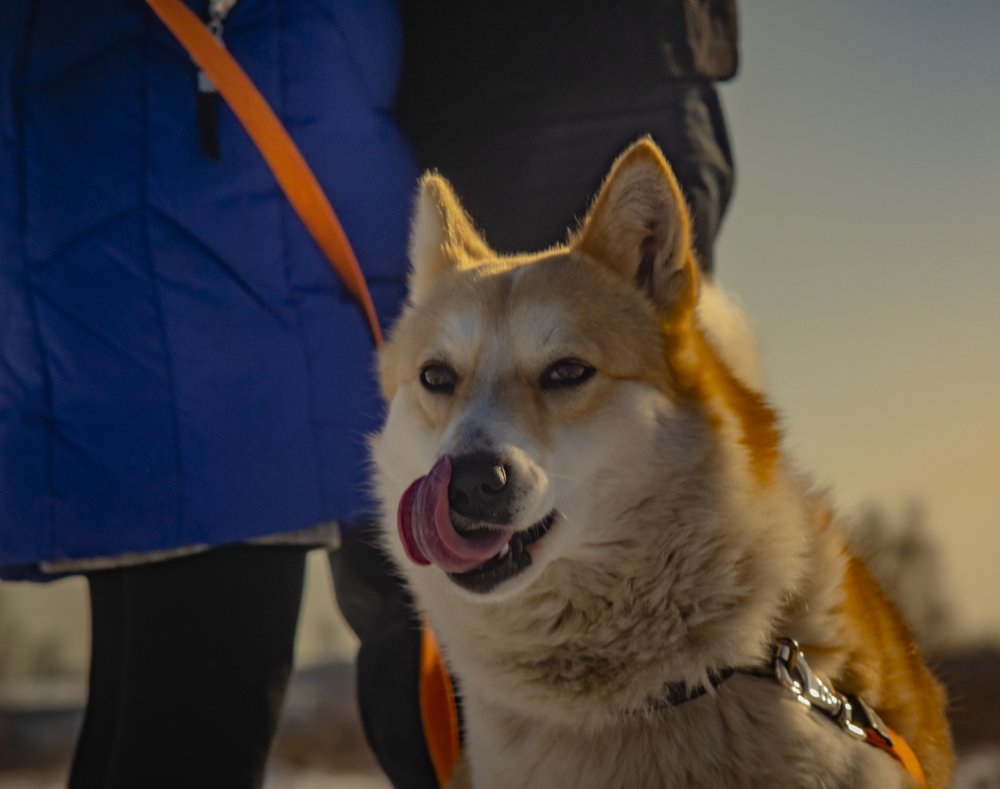 Photograph by Володимир Білоцькій