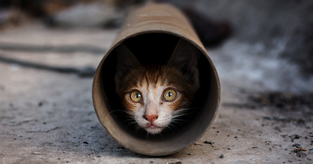 Photograph by amarsen chauhan