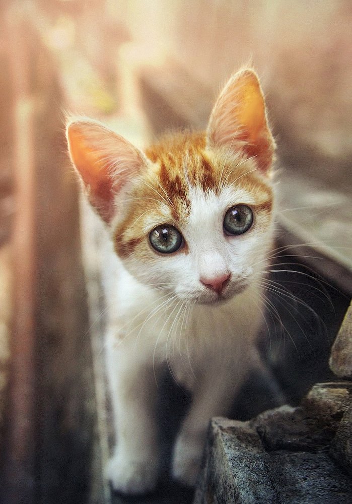 Фотография автора Юлия Лебедева