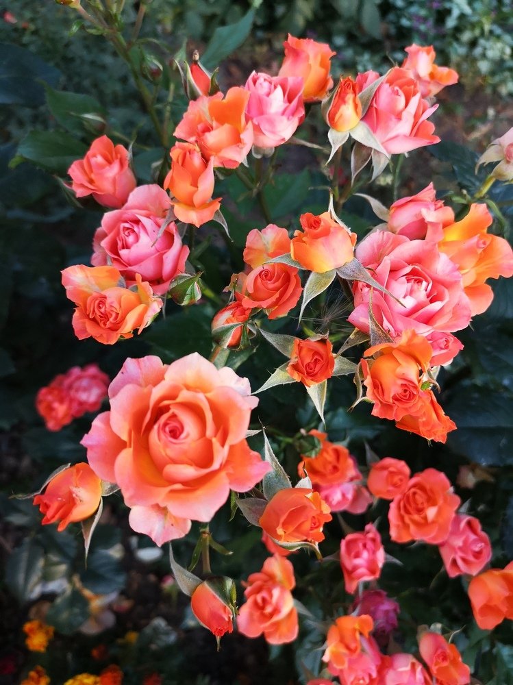 Танец роз в сумерках...