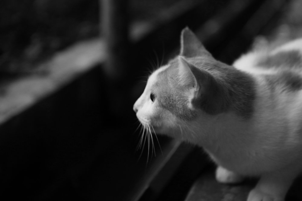 Photograph by Jun Yit Lai