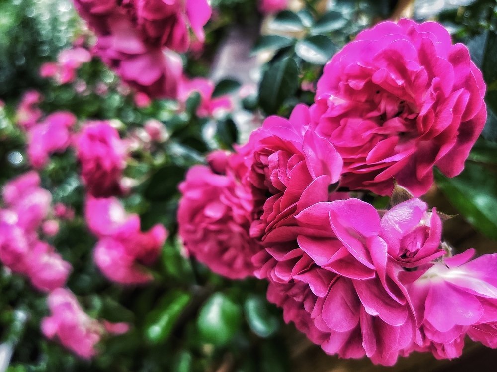 Фотография автора Алина Черняева