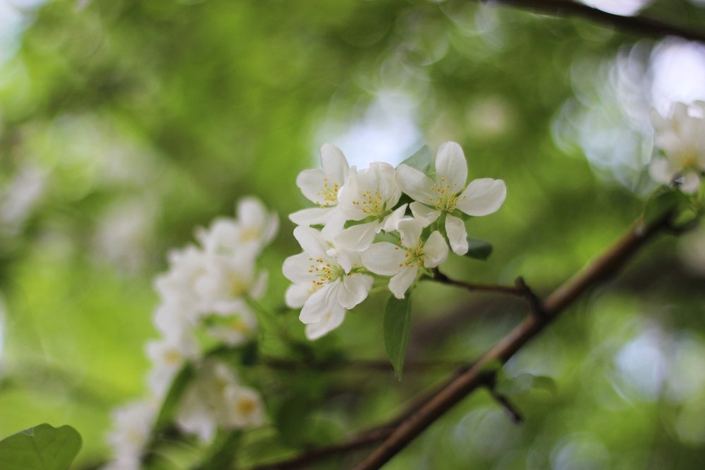 Весенний зеленый цвет