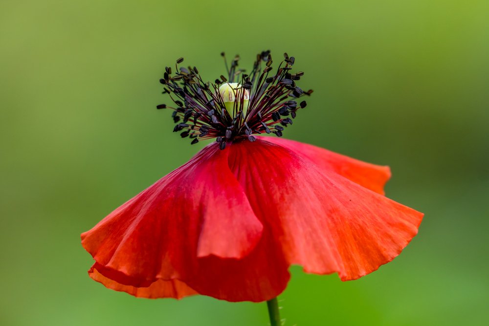 Фотография автора Cornelia Ghergut