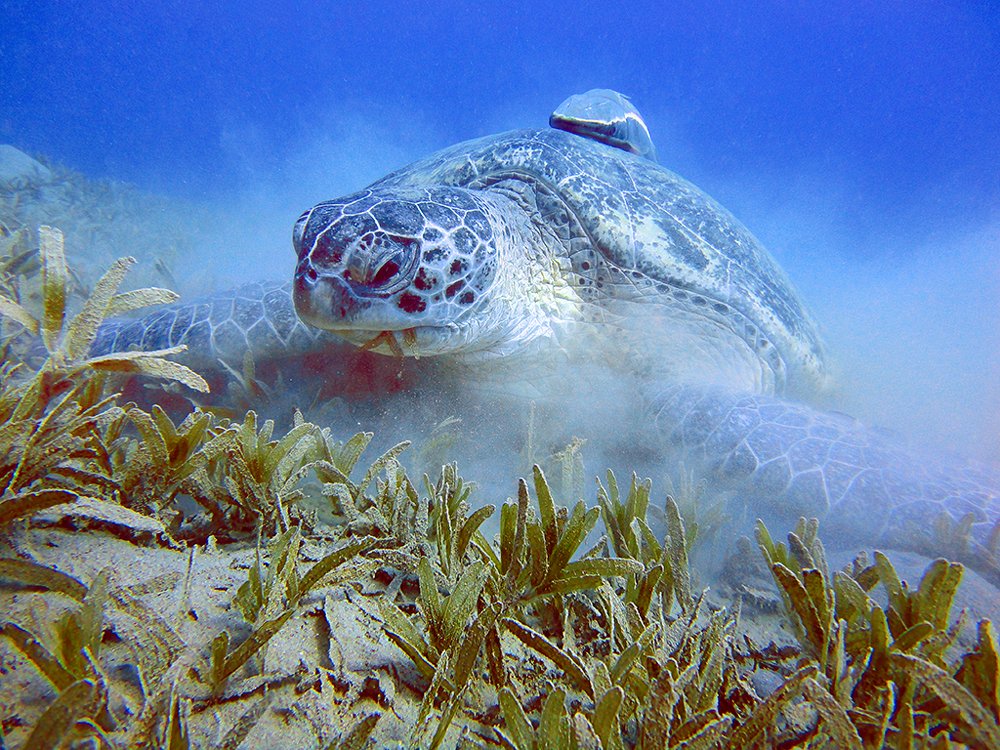 Обед по расписанию...