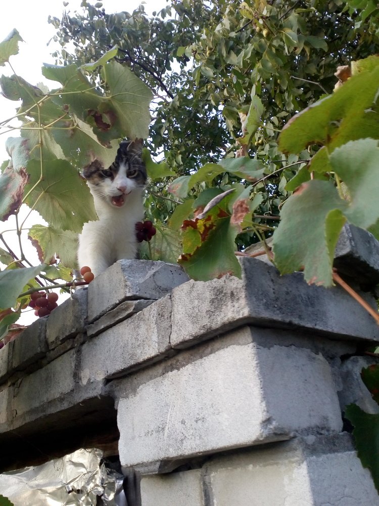 Photograph by Еле Ско