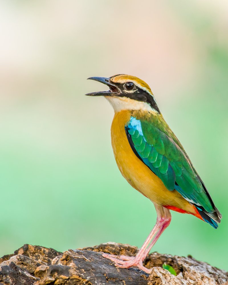 Photograph by Dushyant Trivedi