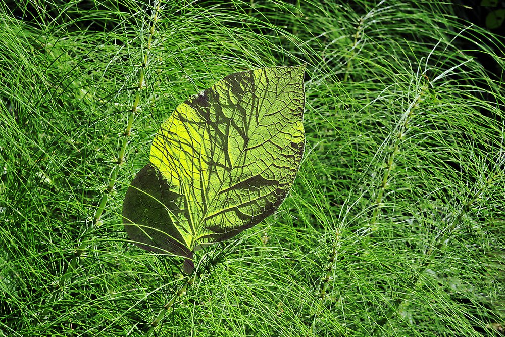 ЗЕЛЕНОЕ ОДИНОЧЕСТВО