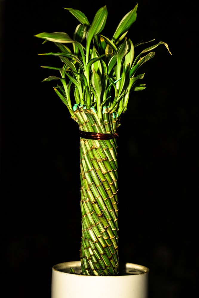 Photograph by Subrata Roy