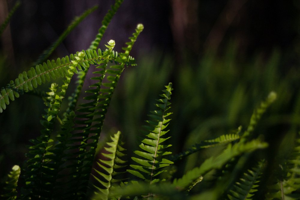 Папоротник