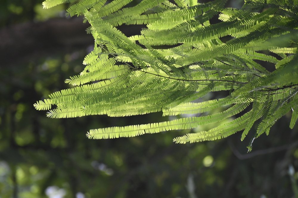 Photograph by Praveen Bhagat