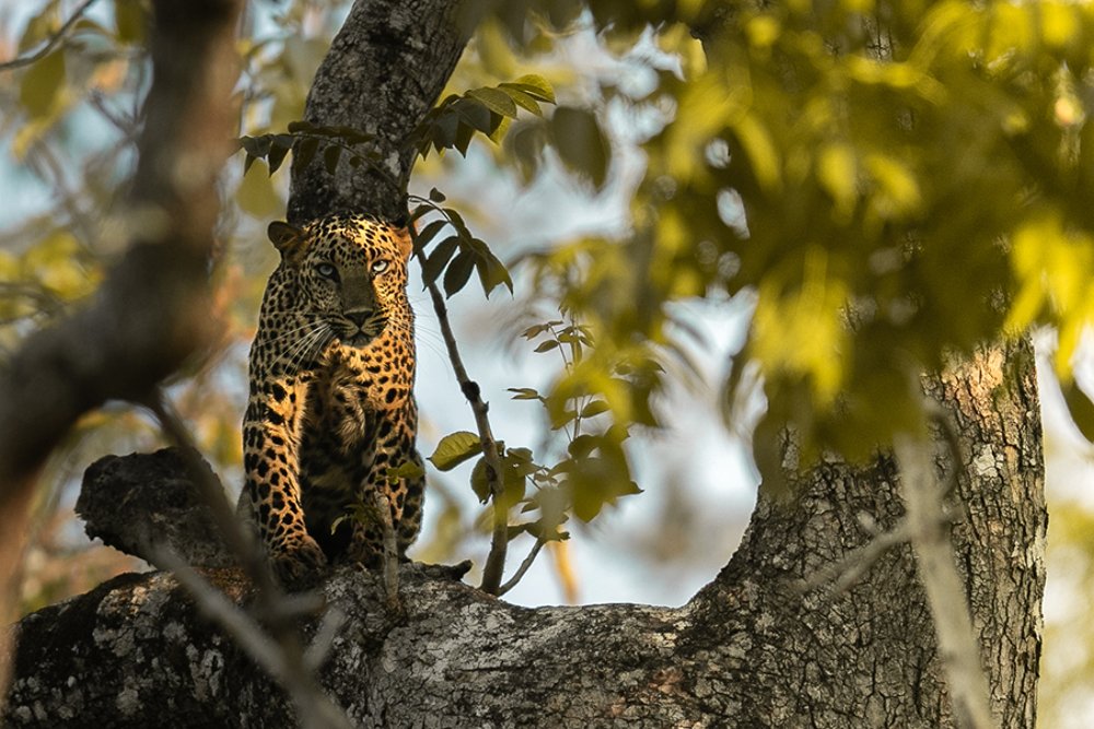 Photograph by Arvind Karthik