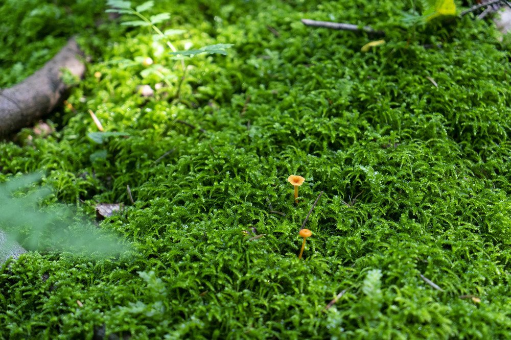 Фотография автора Ирина Зайцева