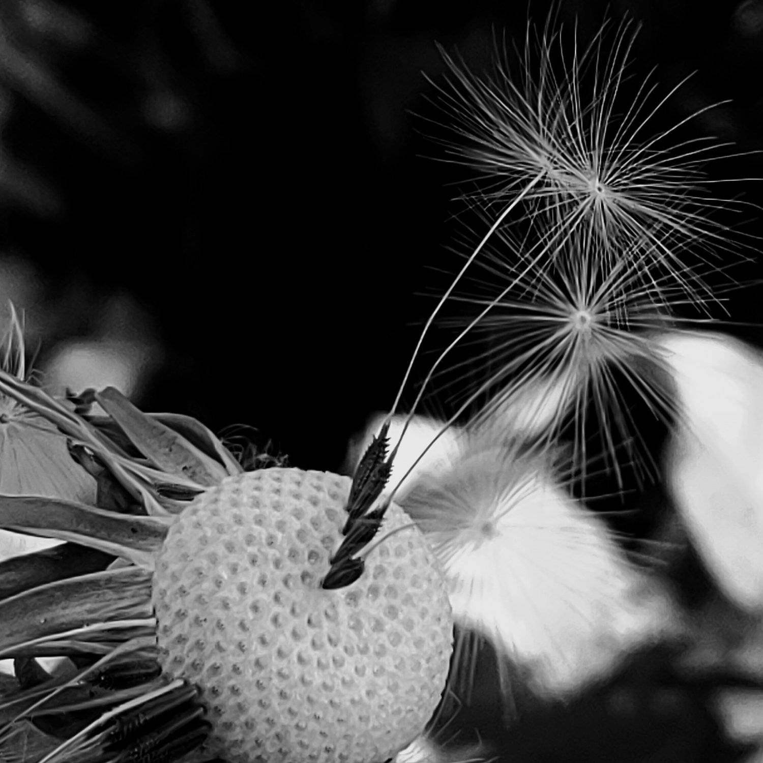 Photo #3605191