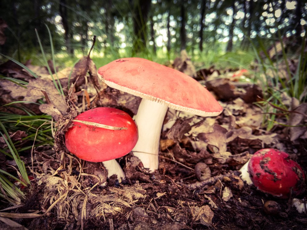 Photograph by Szilveszter Zoltan