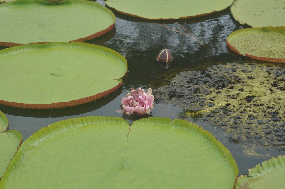 Photograph by Bryan Nobrega