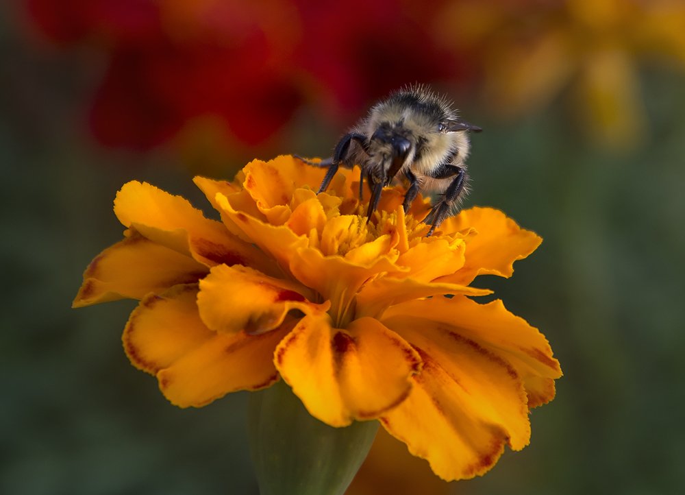 Photograph by Виталий Першин