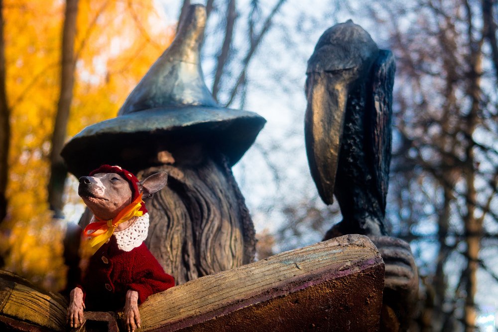 Фотография автора Ксения Петрова