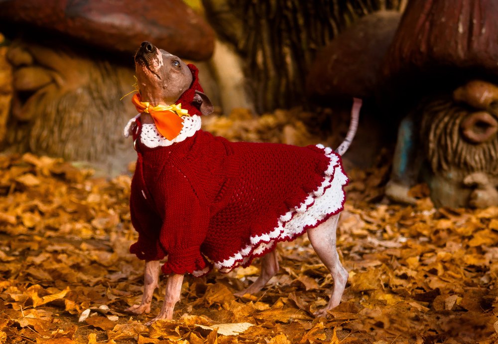 Будни красной шапочки.