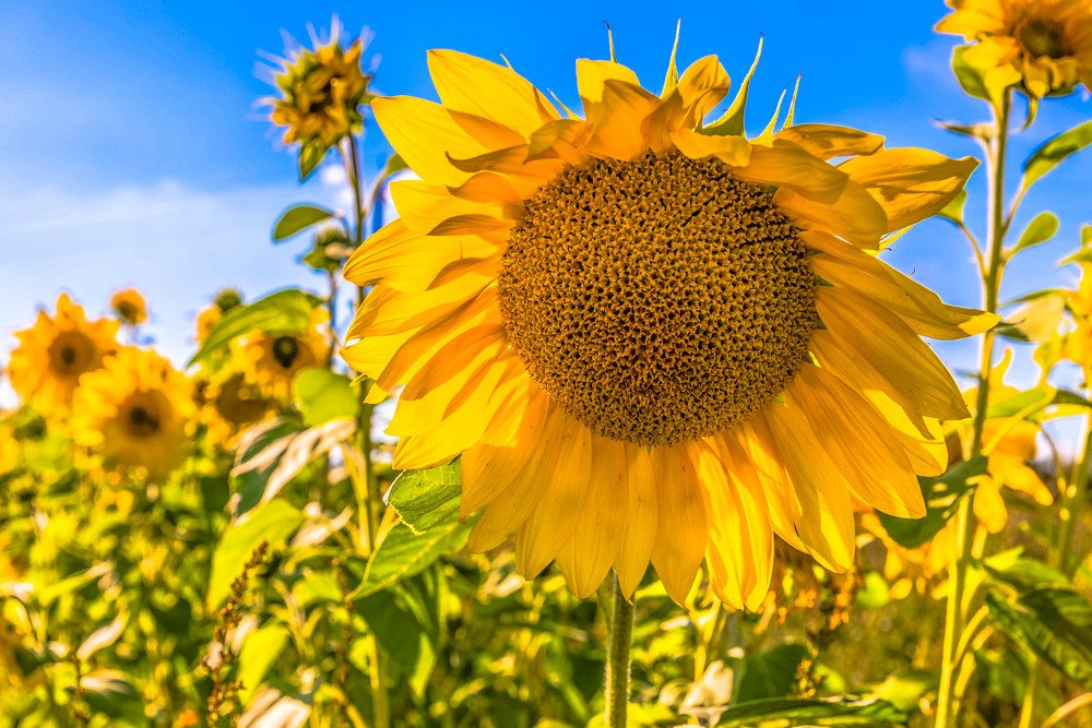 Фотография автора Андрей Меньших