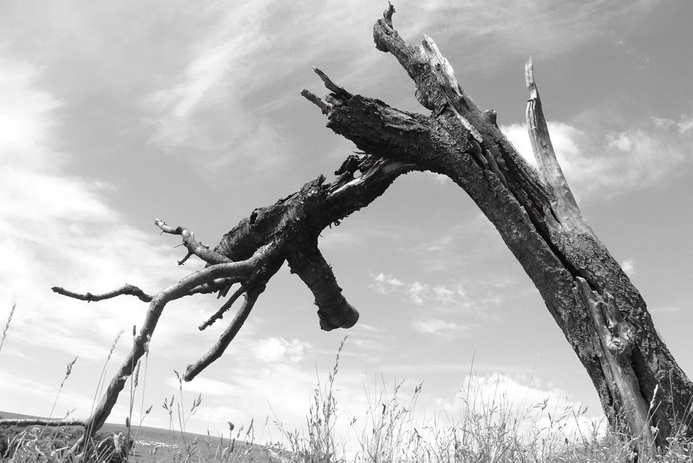 Фотография автора Remus Lucescu