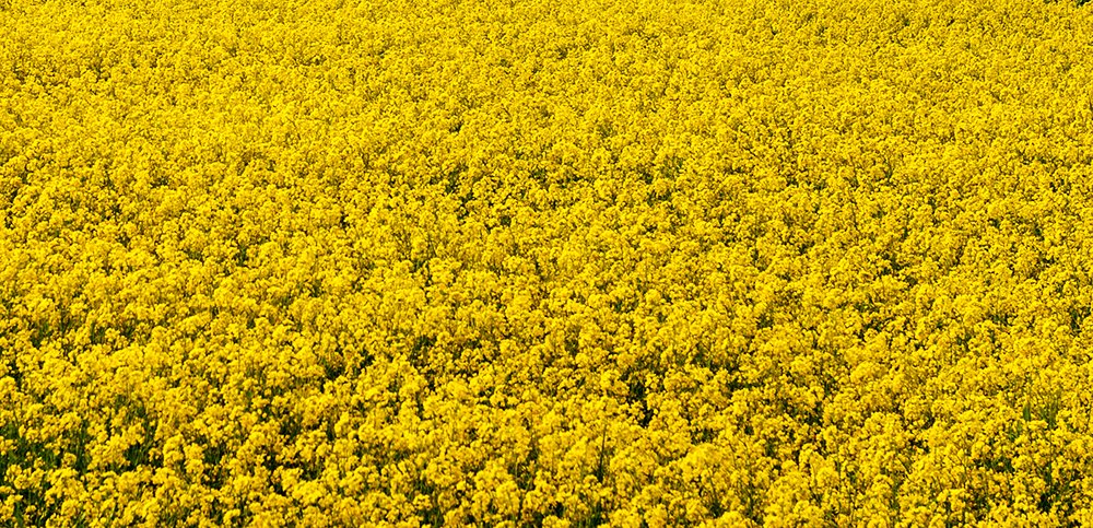 Photograph by  MD DIDARUL ALAM CHY