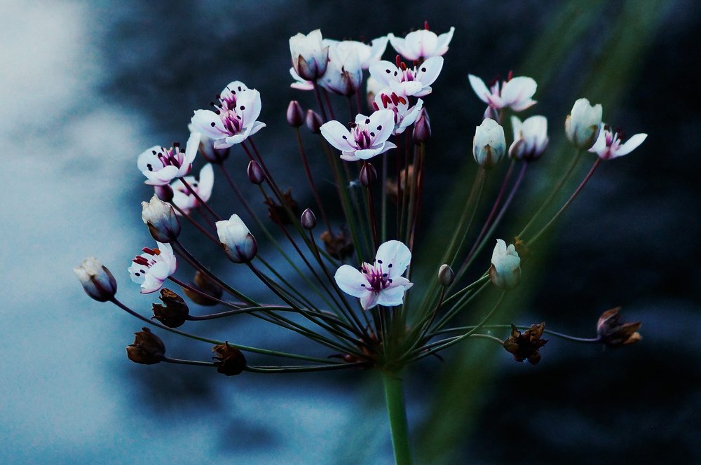 Photograph by Алексей Золин