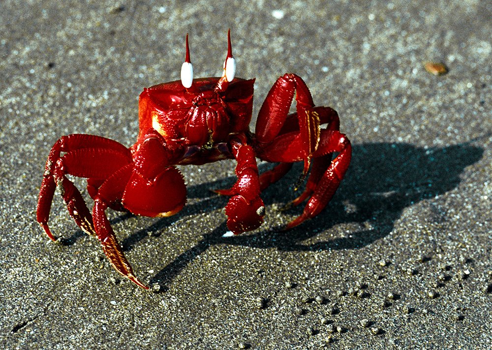 Photograph by  MD DIDARUL ALAM CHY