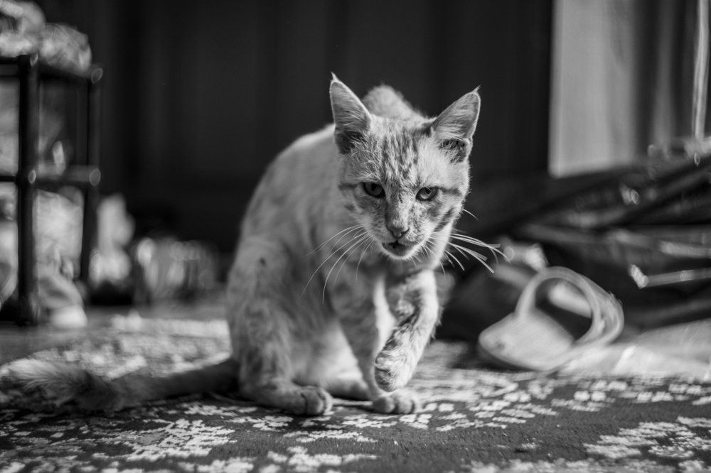 Photograph by Владимир Герасимиди