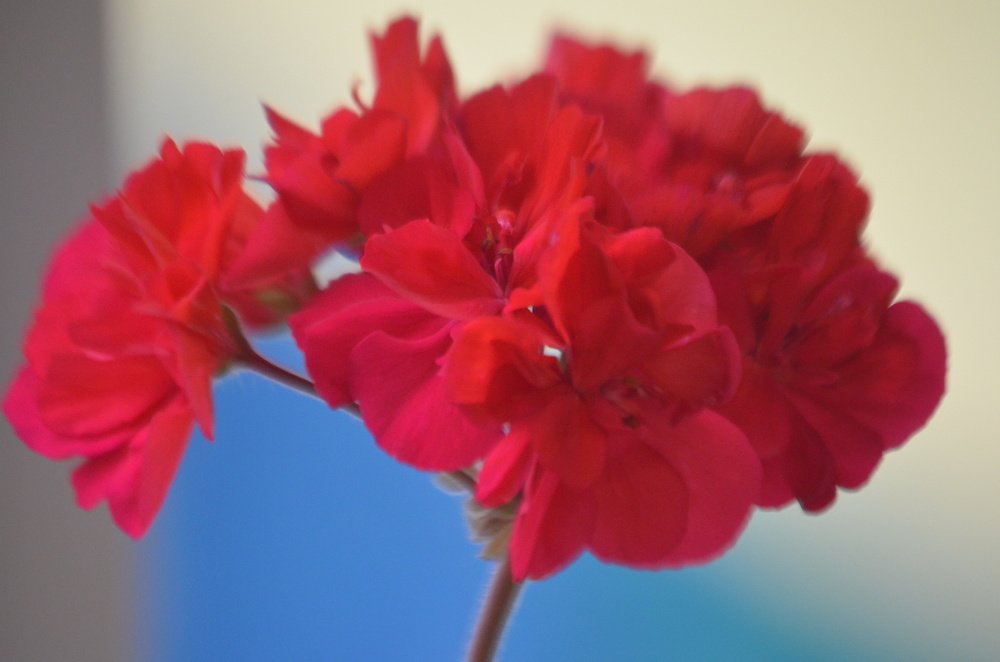 Photograph by Valentina