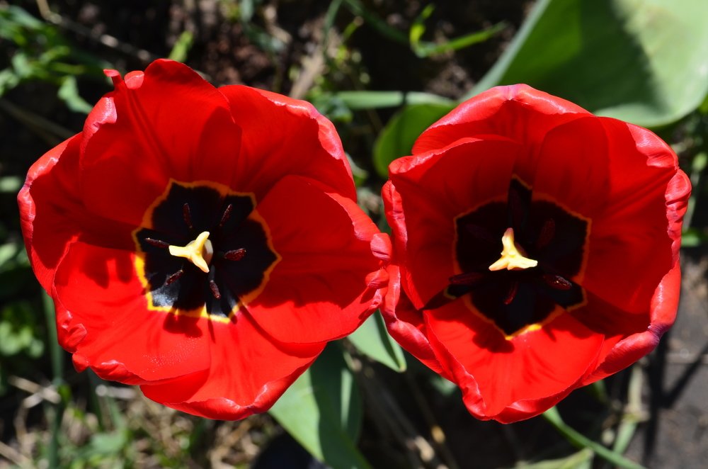 Photograph by Николай Соколовский