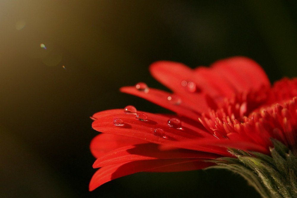 Волшебная гербера