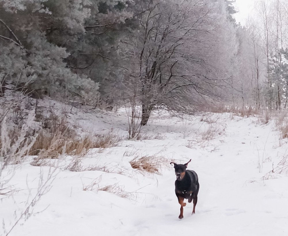 Фотография автора Алина Петрухина