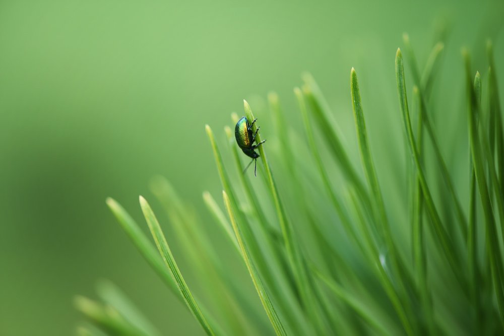 Photograph by Виктория Мейо