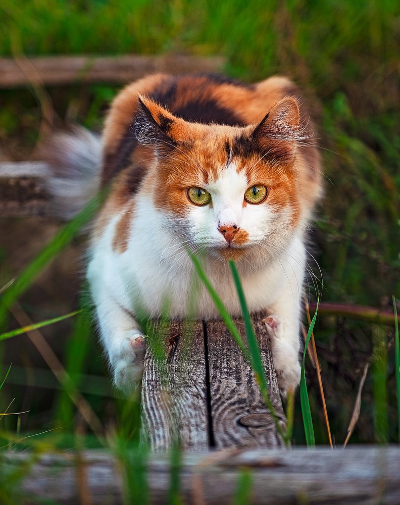 Фотография автора Владимир Эделев