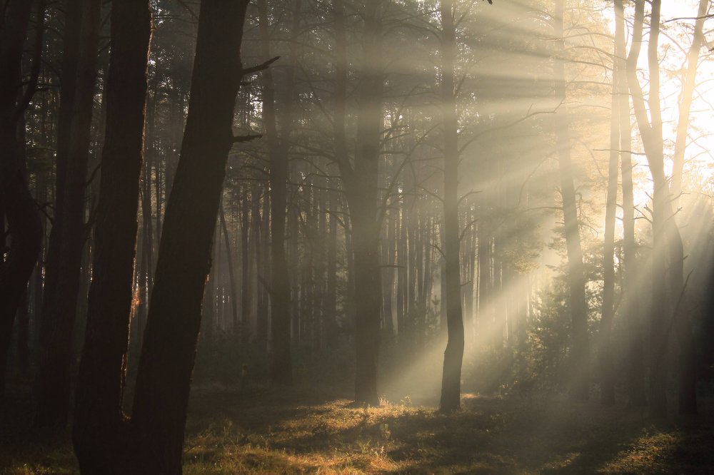 Лучиком надежды