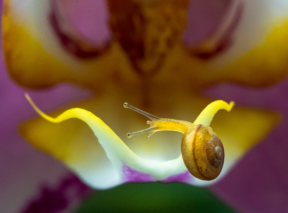 Snail crossing bridge
