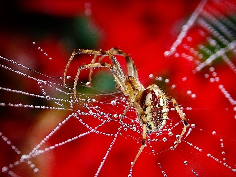 Паучок in the red.