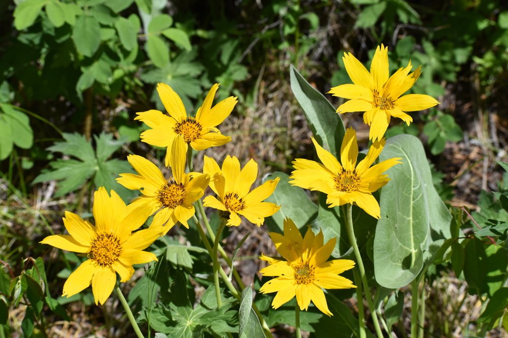 Фотография автора Connor Morrow