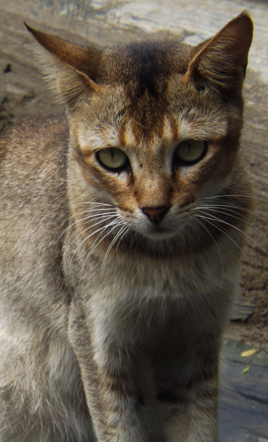 Photo #3606174