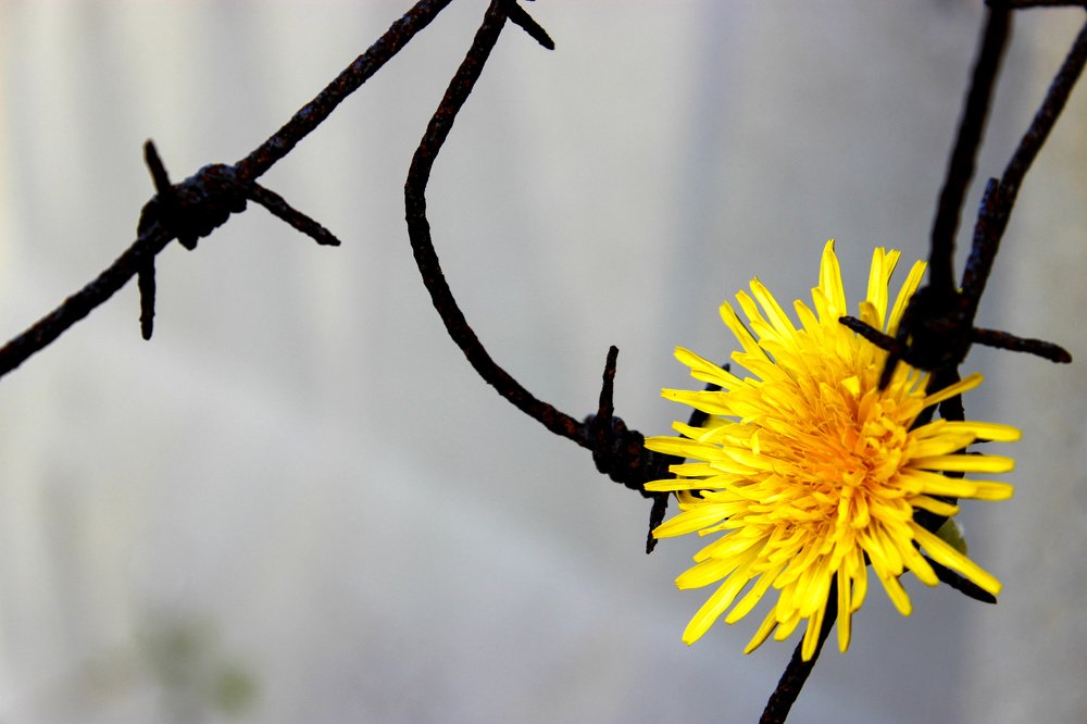 Колкая нежность