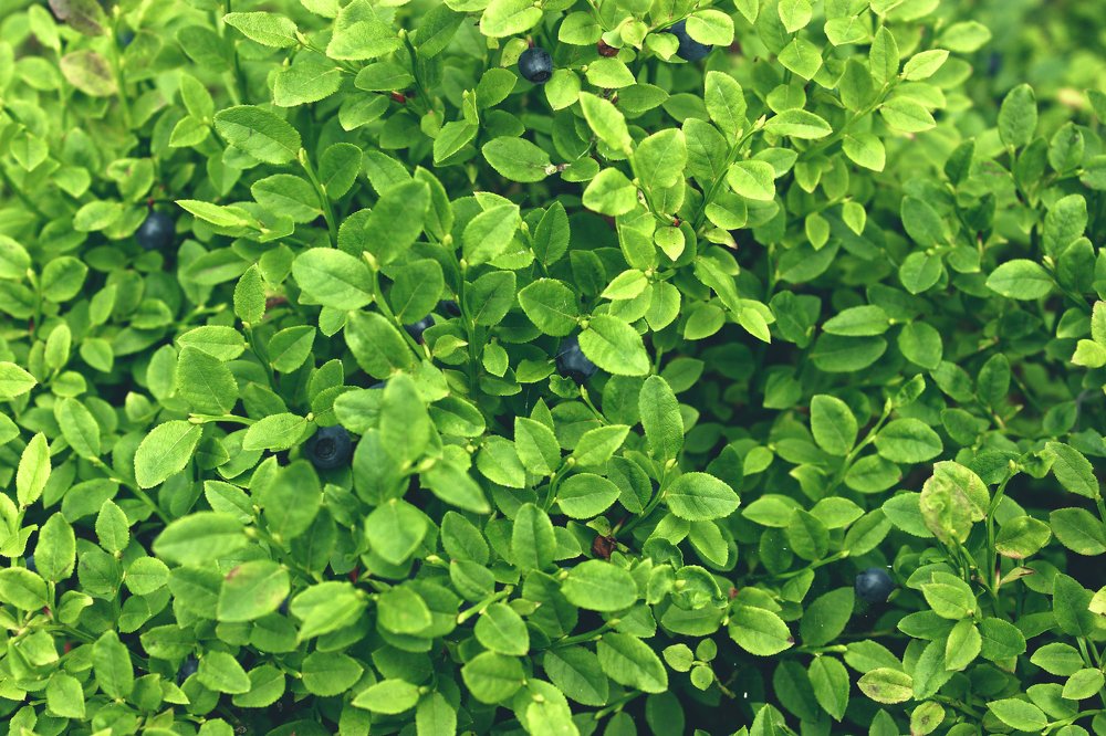 Черничное фото