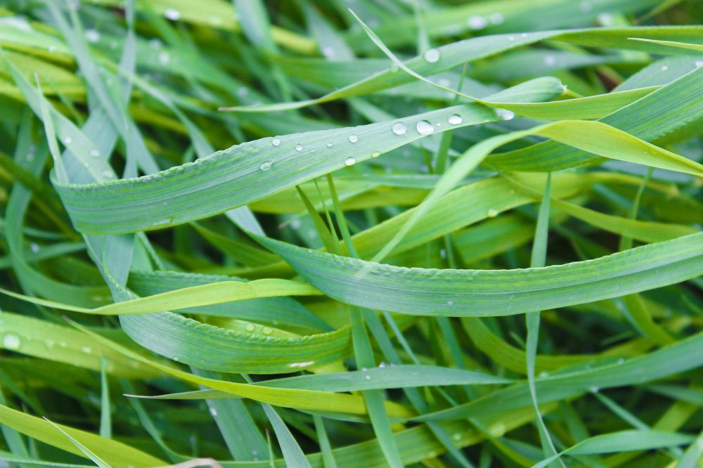 После дождика