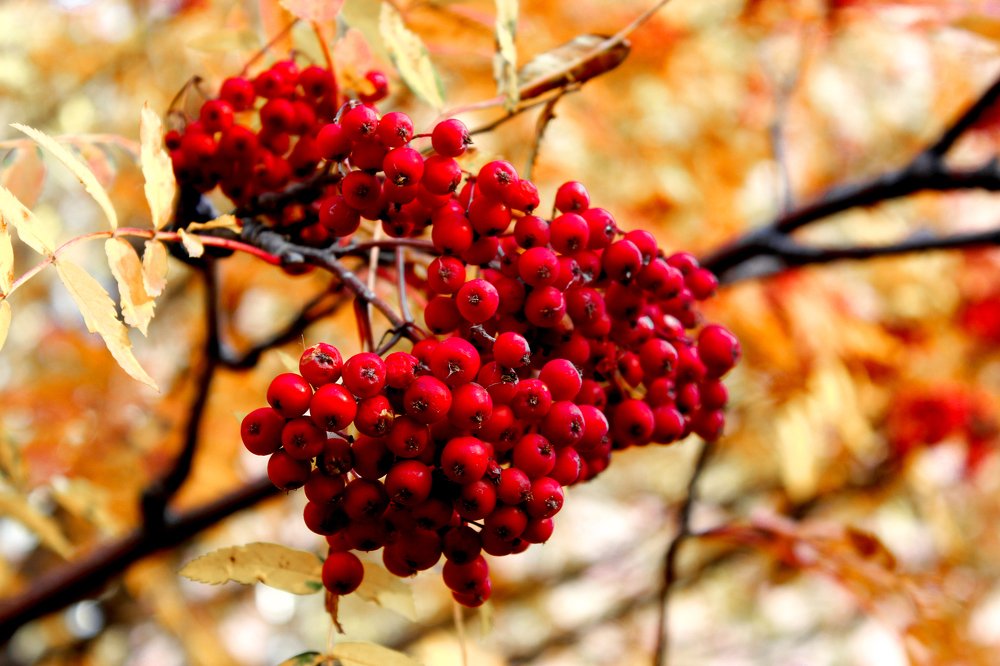 Краски осени