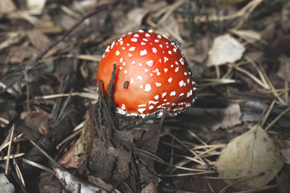 Лесной красавец